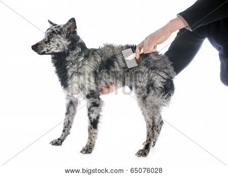 Brushing Hungarian Dog