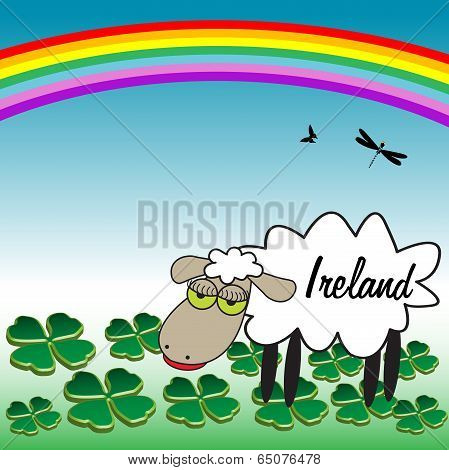 Ireland sheep