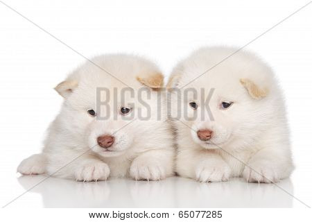 Shibainu Puppies