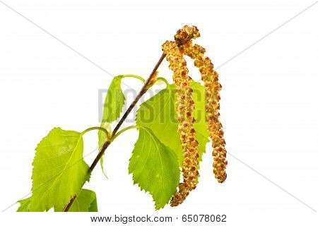 Twig Birch
