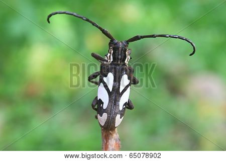 longhorn beetle in Genus Batocera