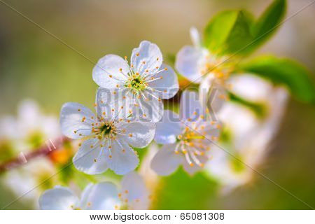 White flowers of cherry blossoms in water drops after rain