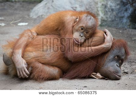 Orang Utan mother with child