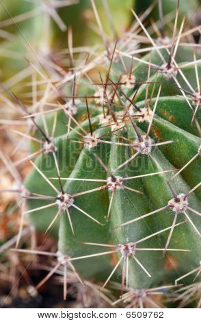 ส่วนพืชแคคตัส thorny บาร์เรล