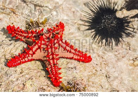 Red Starfish Zanzibar