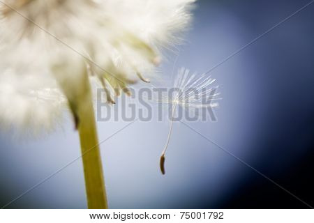 Close up of dandelion, very selective focus