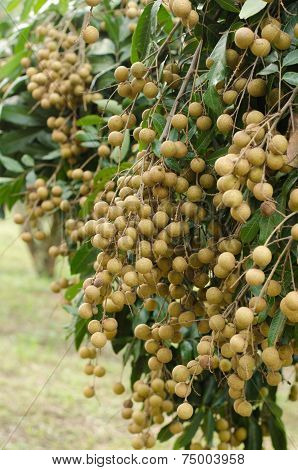Longan Hanging On Tree
