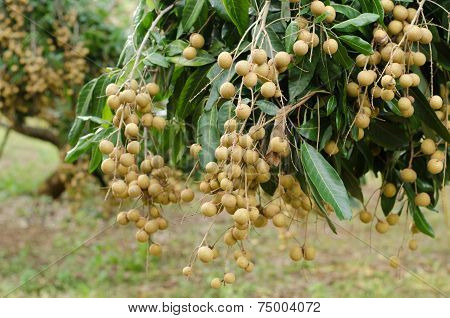 Longan Hanging On Tree