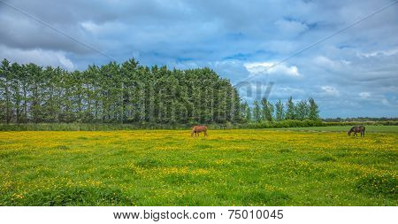 Rural