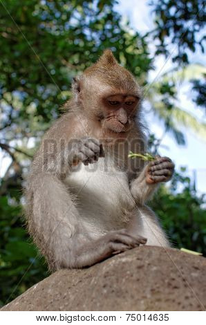 crab-eating macaque or long-tailed macaque or macaca fascicularis