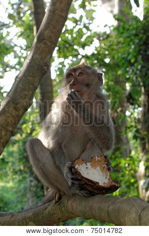 crab-eating macaque or long-tailed macaque or macaca fascicularis eating coconut