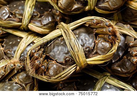 Group of yangcheng Lake hairy crabs