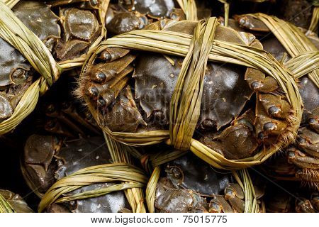 Group of chinese hairy crabs