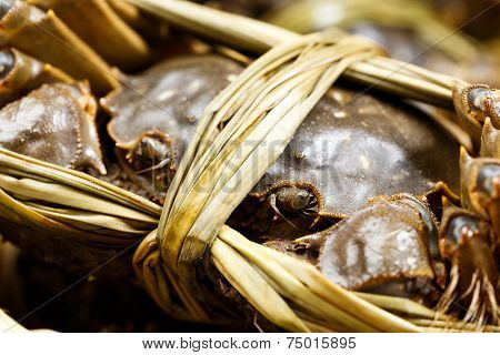 Close up of chinese hairy crabs