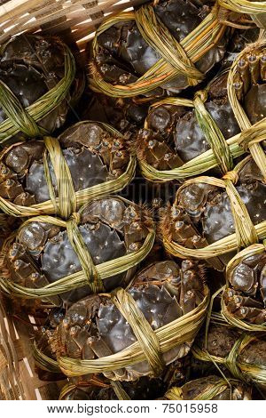 Autumn seasonal hairy crabs