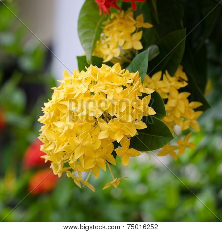 Ixora  Flower