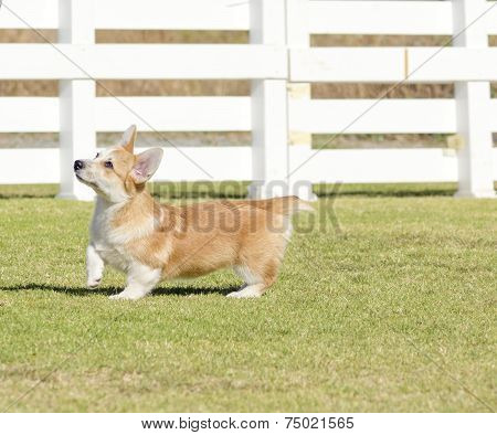 Welsh Corgi Pembroke