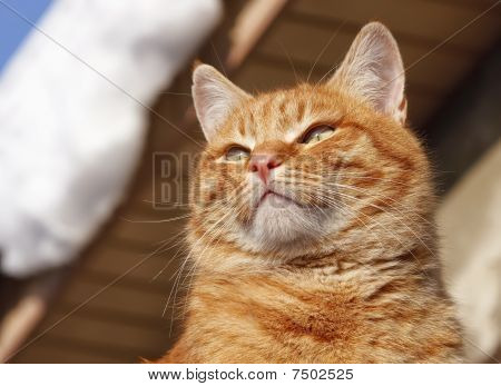 Kalın kedi