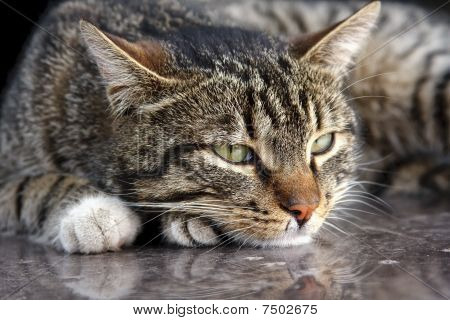 Gri kedi