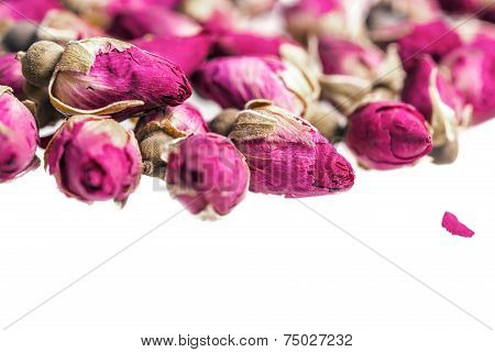 rose buds on white background