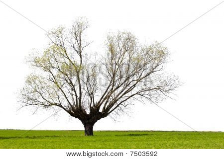 Lone tree