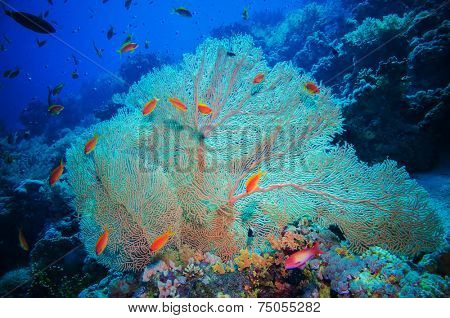 Giant fan (gorgonian) in the currenton Red Sea reef underwater