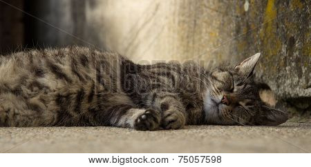 Lazy cat