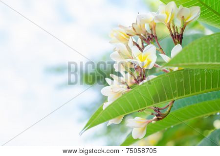 Frangipani, Plumeria Blooming