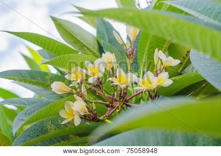 Frangipani, Plumeria Blooming, Templetree.