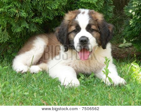 Saint Bernard