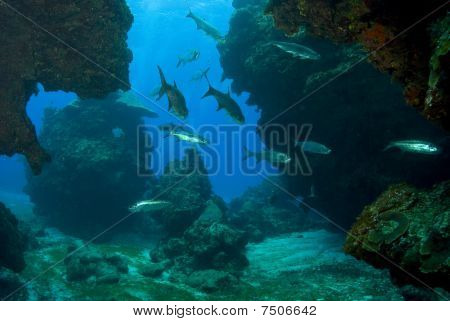Tarpon in una grotta mare