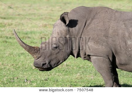white Rhino-Porträt