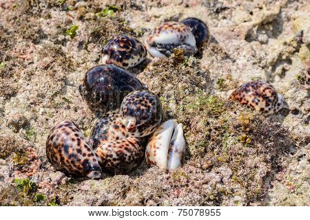Shells