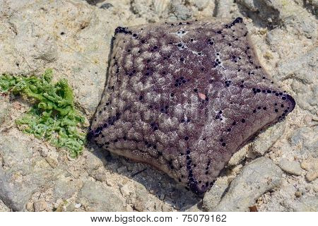 Seashell Zanzibar