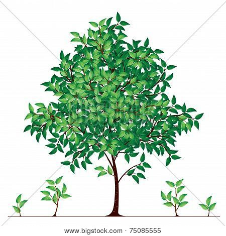 Vector tree