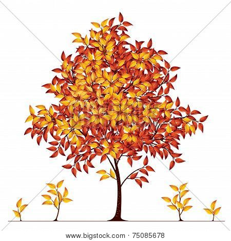 Autumn tree