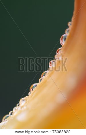 Flower With Dew