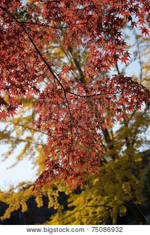 Brilliant Autumn Foliage in Kyoto