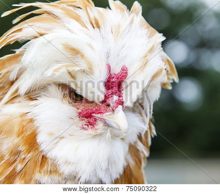 Buff Laced Polish chicken