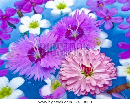 Sommerblomster