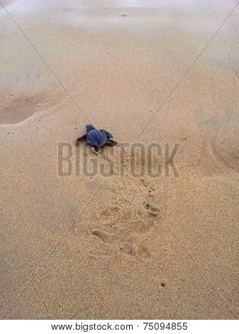 Baby Turtles Making It's Way To The Ocean