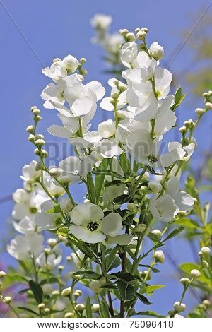 Ornamental Plants Exochorda