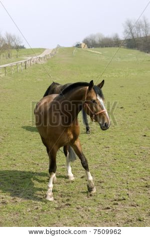 The Horse.