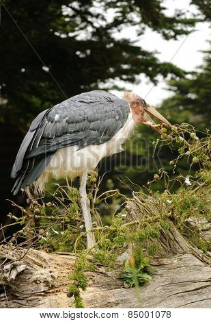 Maribou stork building nest