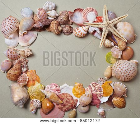 nice shells