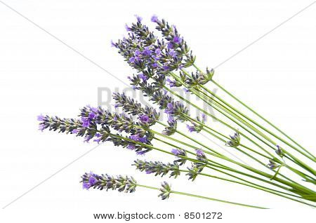 Lavander