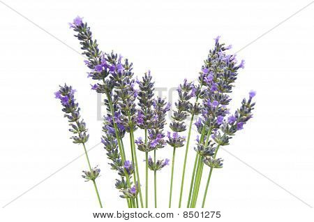 Lavander