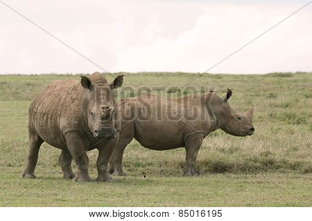 two rhinos