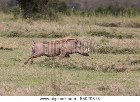 walking warthog