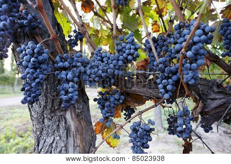 Cabernet sauvignon